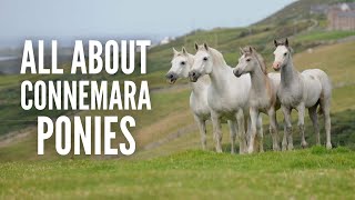 Connemara Ponies – Everything You Need to Know [upl. by Derman824]