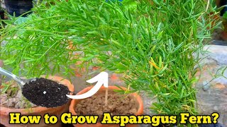 Tips amp Tricks To Grow Asparagus Fern  Asparagus Plant Care  The Small Story [upl. by Ieppet]