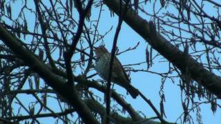 Song Thrush Turdus philomelos  Singdrossel 1 [upl. by Bird]