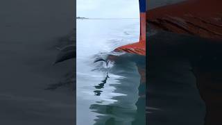 Why Do Dolphins Do it Secret Revealed shorts [upl. by Saile]