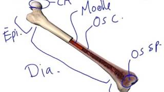 Anatomie simplifiée de los long [upl. by Lali]