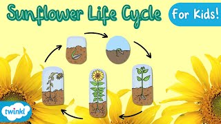 The Life Cycle of a Sunflower  Sunflower Life Cycle  Science for kids [upl. by Ahsieka815]