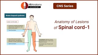 Anatomy of Lesions of spinal cordPart 1 [upl. by Ettevey]