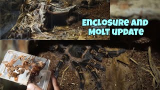 CHACO GOLDEN KNEE  ENCLOSURE AND MOLT UPDATE  FEEDING  india tarantula ecoden [upl. by Laerol600]