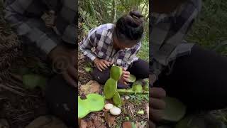 The process of picking large green beans [upl. by Ettena]