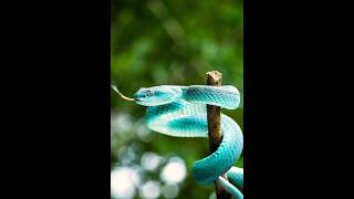 Snakes can help predict earthquakes They can sense a coming earthquake from 75 miles away [upl. by Aihtebat]