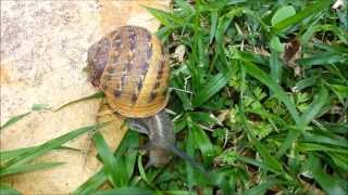 שבלול הגינה  Helix aspersa  Cornu aspersum [upl. by Dianemarie]