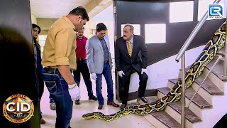 घर के अंदर मिले अजगर को कैसे पड़ेगी CID  CID Latest Episode  Best Of CID [upl. by Ynney]