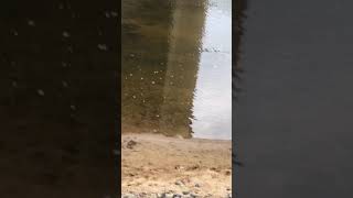 Water moccasin swimming in Rappahannock River [upl. by Atilrep]