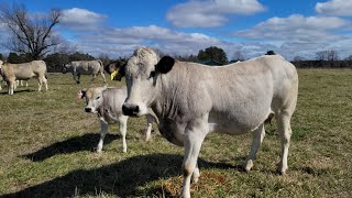 Piedmontese cattle at Old Rudera Farm animals cow tractor agriculture youtube beef tour [upl. by Llerdnod]