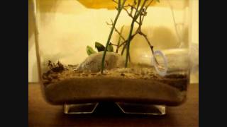 Day 313  Tetramorium Colonys New Microhabitat Outworld HD [upl. by Nies157]