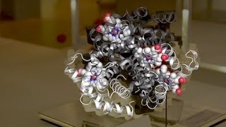 Chromosome 22  Myoglobin a brief history of structural biology [upl. by Yvi810]