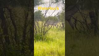 Waterbuck is spotted [upl. by Raquel475]