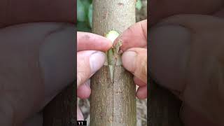 Easy Plants Grafting Skills grafting fruittrees satisfying plants tree shorts [upl. by Doelling]