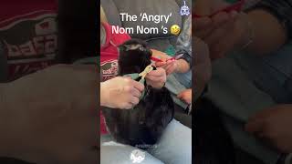 Cat’s reaction to nail clipping funny foryou cat pets funnyanimal shorts fyp funnyvideo [upl. by Airdnaxila]