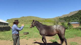 Gareth Mare teaching a horse to stand for a farrier [upl. by Luann]