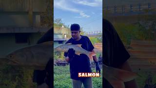 INDIAN SALMON  വാമിൻ 😱 salmon fishing salmonfish shortsviral [upl. by Drye]