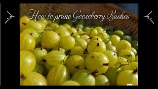 How to prune your Gooseberry bush [upl. by Adnovaj]