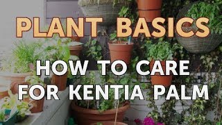 How to Care for Kentia Palm [upl. by Eillam]