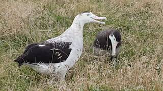 Antipodean Albatross pair  Pitt Island [upl. by Nosiddam]