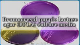 Bromocresol purple lactose agar BPLA medium culture media lecture 23 [upl. by Enniotna]