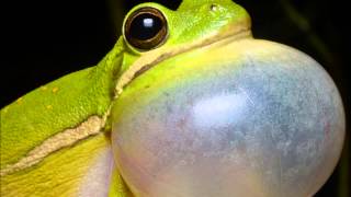 Aggressive Call of Green Tree Frog Hyla cinerea [upl. by Rexer883]