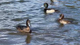 Tufted Ducks call [upl. by Yadroc]