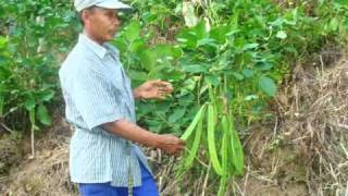 Kacang Koro Pedang di Kabupaten Enrekang [upl. by Ikir]