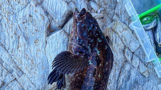 Pacific Cliffs Rock fishing the cliffs of Davenport Fat Kelp Greenling [upl. by Wadleigh]