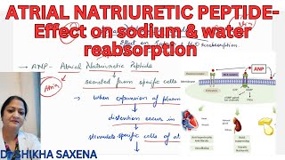 Atrial Natriuretic Peptide effect on sodium amp water reabsorption [upl. by Ycnej]