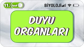 Duyu Organları  Tek Videoda Anlatım  11 Sınıf Biyoloji 2023 [upl. by Knute]