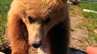 Grizzly Man Soundtrack Timothy Treadwell [upl. by Quita]