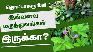 தொட்டாசுறுங்கி மருத்துவம்  Touch me not plant  Mimosa PudicaHealth Benefits  Organic Living [upl. by Goldsmith]