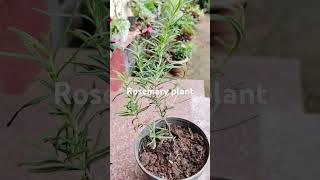 Rosemary plant gardening gardenlife homesweethome home gardendesign [upl. by Rianon]