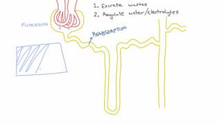 Reabsorption of substances in the kidney  Introduction [upl. by Balas628]