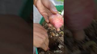 Easy way to grow Onion terrace garden plantationshortvideo ytshorts shortsviral organic yts [upl. by Zavala871]