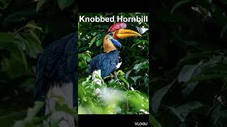 Knobbed Hornbill [upl. by Oilla]