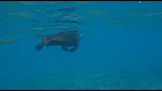 Aldabra giant tortoise floating in lagoon [upl. by Irodim]