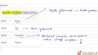 Major protein in thick filaments of skeletal muscle fibre in [upl. by Earised]