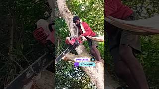 Amazing Fast Ped Kaatne Wali Machine Extreme Efficient Tree Cutting [upl. by Oicnanev328]