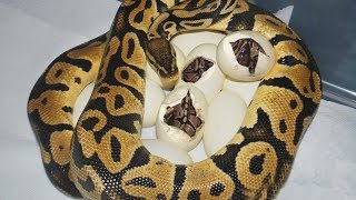 Ball Python laying eggs and baby python hatching from eggs time lapse [upl. by Dieball]