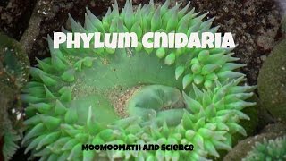 Phylum CnidariaCharacteristics and Examples [upl. by Buzzell]