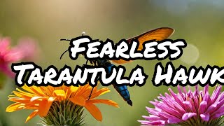 The Fascinating World of Tarantula Hawks Natures Most Fearless Wasps [upl. by Nylhtac404]