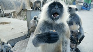 Funny MonkeysIndian Langur snatching and eating foodHanuman BandarMacaqueMonkey [upl. by Flin440]