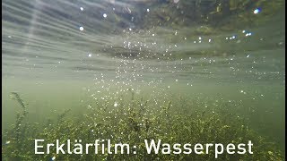 Erklärfilm Elodea Wasserpest am Kemnader See [upl. by Adihahs]