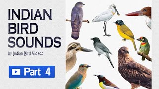 Indian Bird Sounds  Part 4HD sound and video  indianbirds indianbirdsounds birdcalls [upl. by Jude]