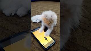 Funny kitten try to catch rat on screen 😂😂😀😀 [upl. by Atillertse]