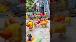 rang barangy chuzy aagy parrot birds funny chicken cute song hen chick chickes chicks [upl. by Githens672]