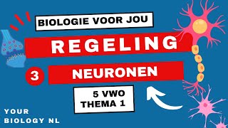 5 vwo  Regeling  3  Het zenuwstelsel neuronen [upl. by Delaryd]