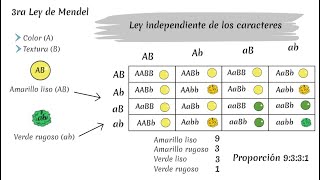 Leyes de Mendel [upl. by Ruffin]